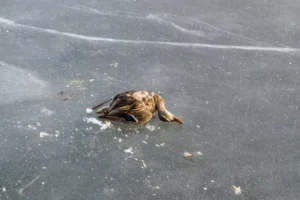 Dead gray duck