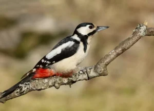 Dendrocopos woodpecker