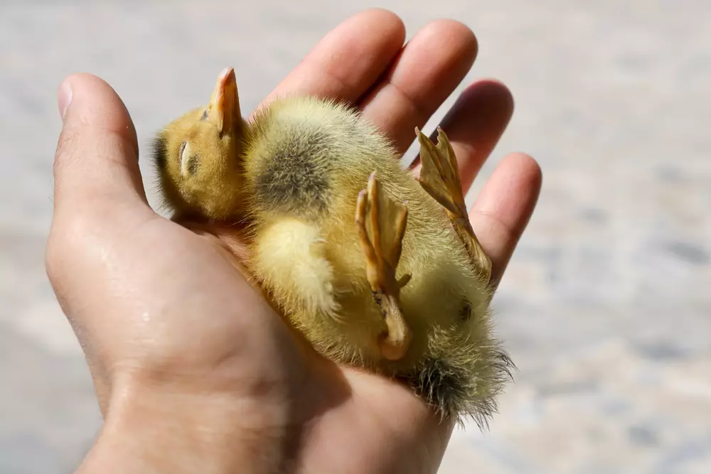 Died chick of duck