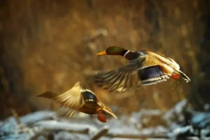 Duck fly in winter