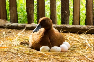 Duck incubator her eggs