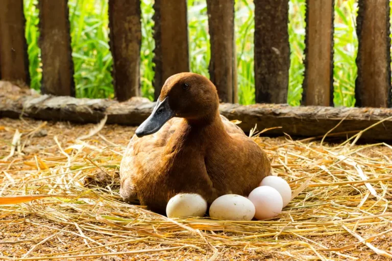Duck incubator her eggs