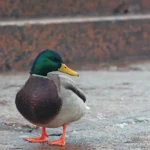 Duck on the granite embankment