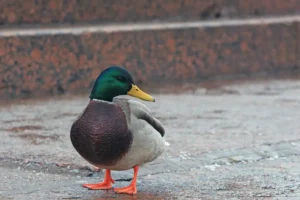 Duck on the granite embankment