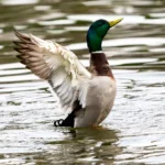 Duck with open wings