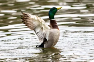 Duck with open wings