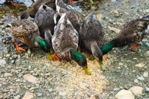 Ducks eating