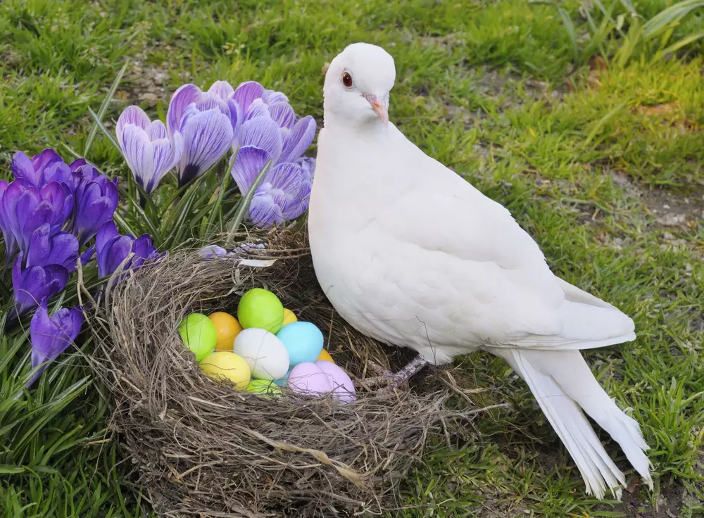 Easter dove