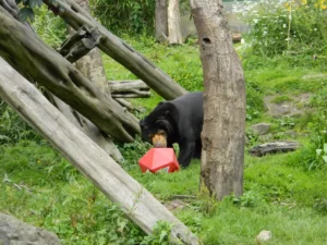 Eating black bear