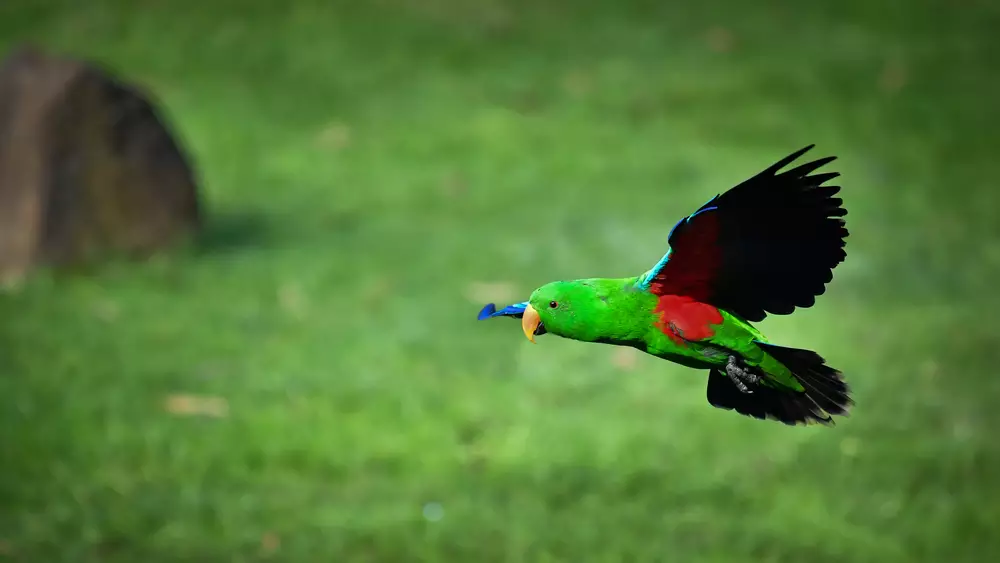 Eclectus parrot in flight