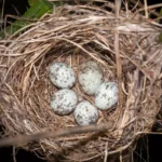 Eggs In Quail Nest