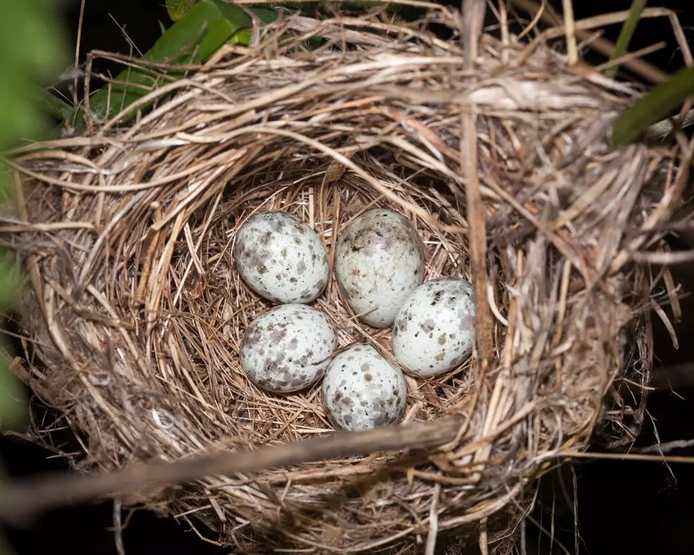 Eggs In Quail Nest