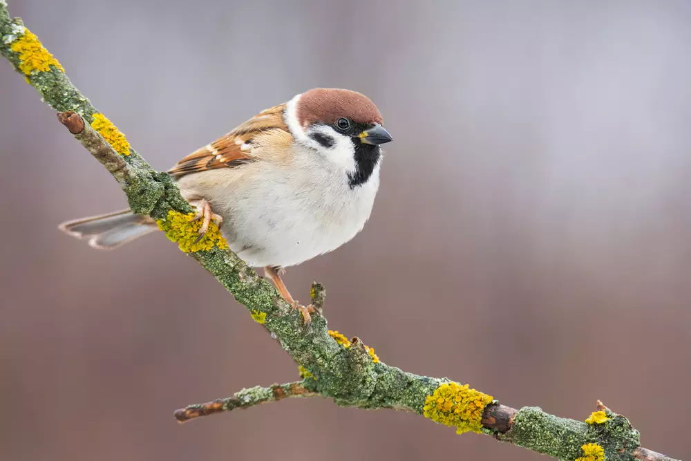 Eurasian tree sparrow (Passer montanus)