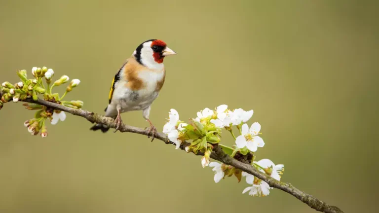 European goldfinch, carduelis carduelis,