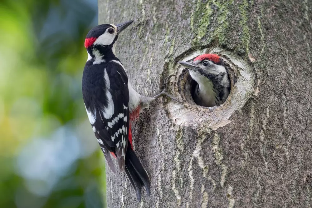 Two woodpeckers