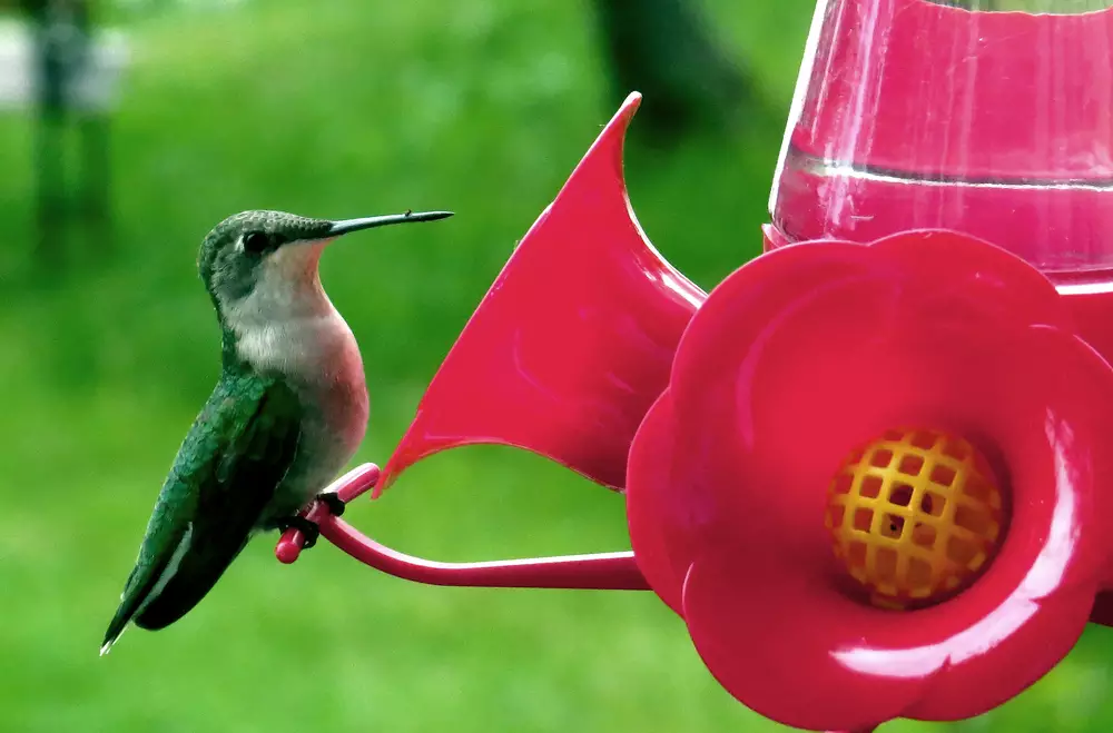 Female Ruby-Throated Hummingbird