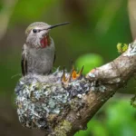 Female hummingbird with two baby
