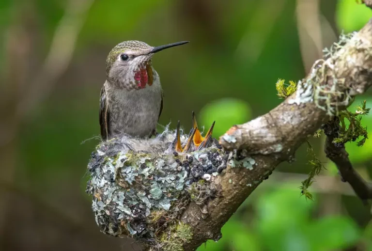 Female hummingbird with two baby