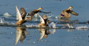 Females Mallard ducks