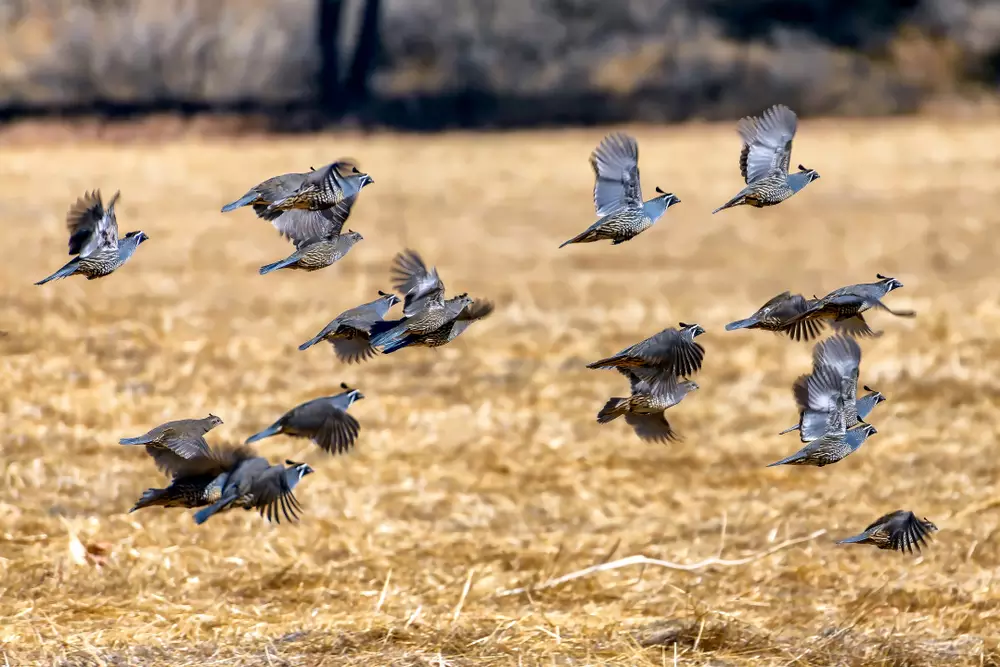 Flock of California quails