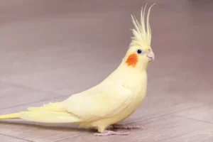 Funny cockatiel yellow parrot