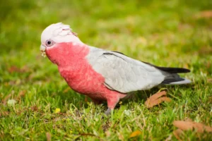 Galah cockatoo (Eolophus roseicapilla)