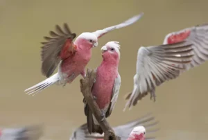 Galahs on Cooper Creek