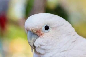 Goffin's cockatoo