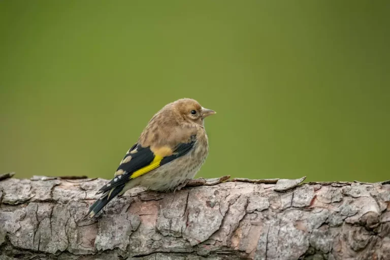 Goldfinch baby on a tree trunk