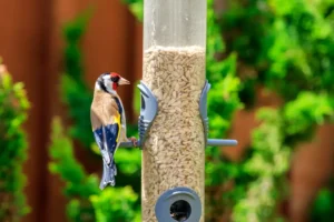 Goldfinch feeding