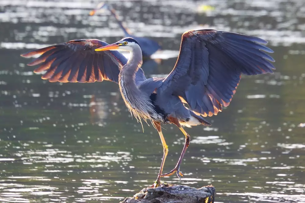 what-does-seeing-a-heron-mean-spiritually-my-bird-garden