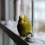 Green Budgie Playing