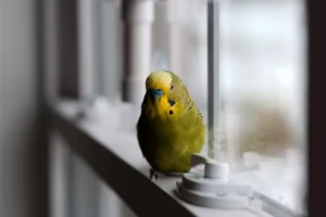Green Budgie Playing