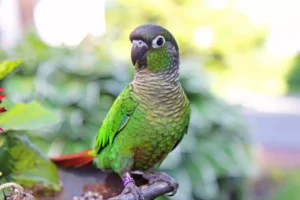 Green Cheek Conure