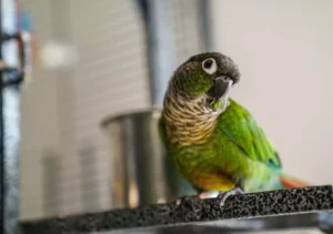 Green Cheek Conure