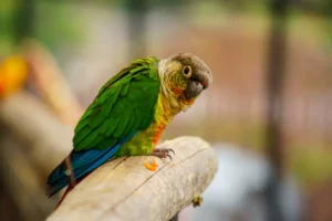 Green-Cheeked Conure bird