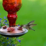 Green Hummingbird at red feeder