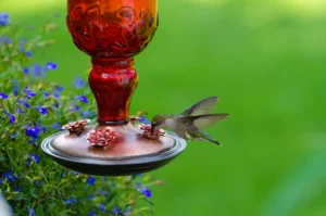 Green Hummingbird at red feeder