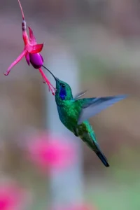 Green Violet-ear hummingbird