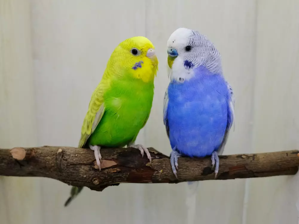 Green and blue budgerigars