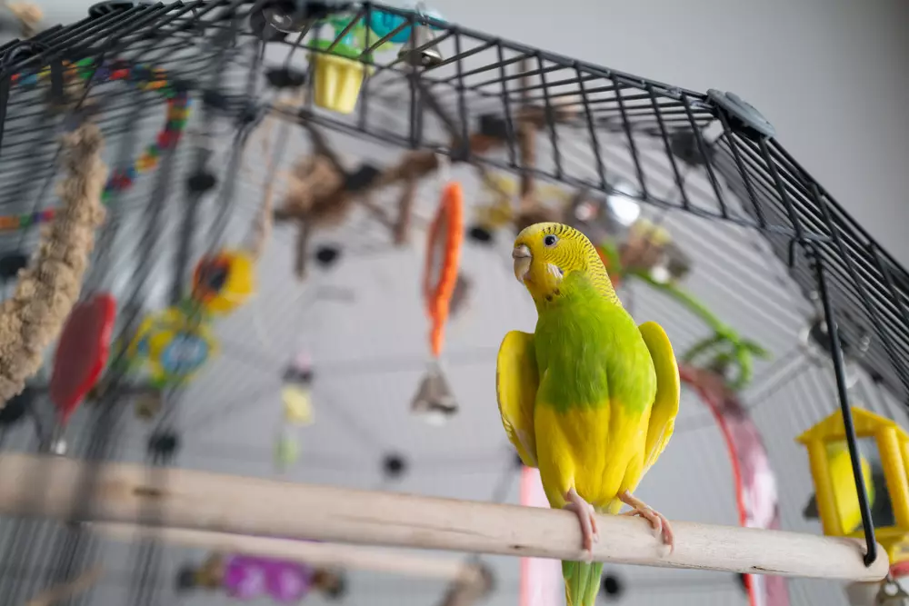 Green and yellow budgerigar parakeet sitting on a perch
