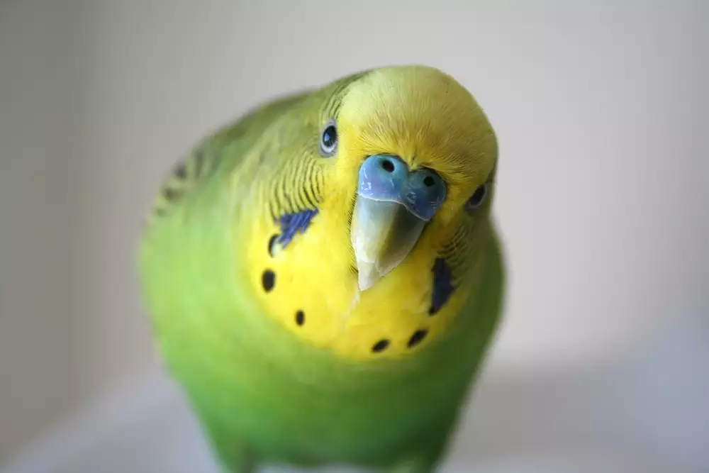 Green and yellow male parakeet