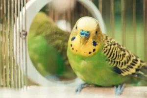 Green budgerigar parrot