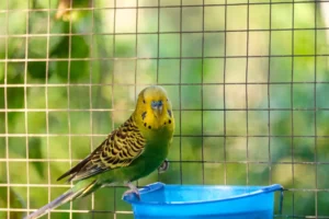 Green budgie parrot standing on feed tray