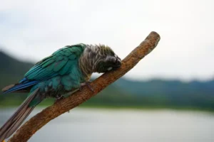 Green cheek conure Bird