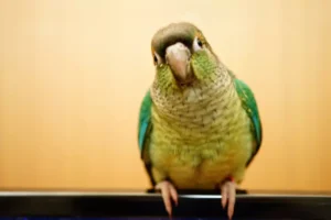 Green cheek conure on wood