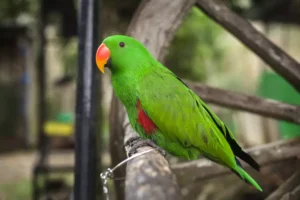 Green parrot