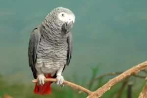 Grey Parrot