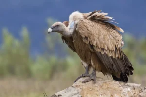Griffon vulture in a detailed portrait