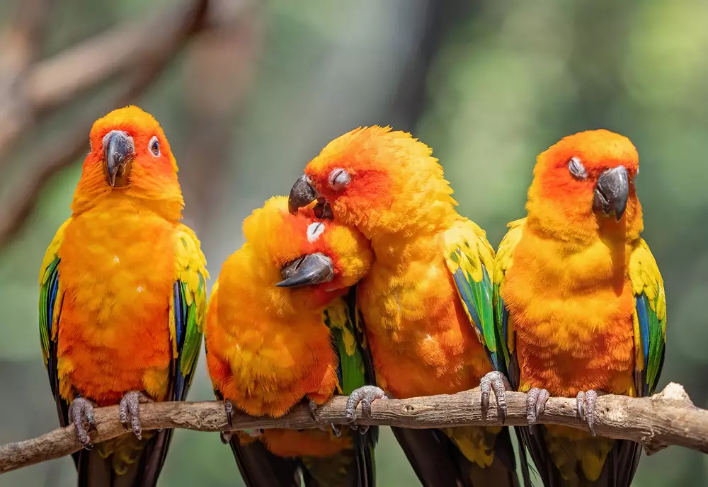 Group of Sun Conure Parrot